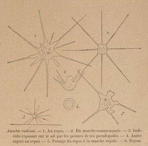 Forse... Amoeba radiosa